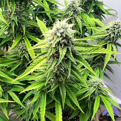 Granddaddy Purple growlog timeline photo