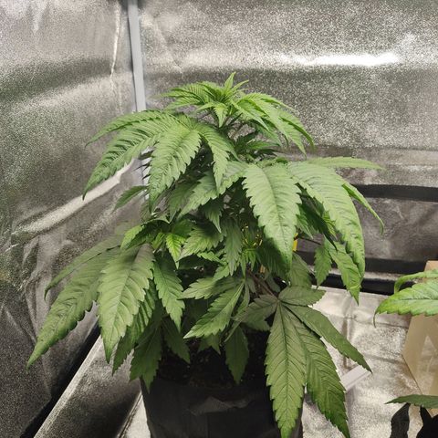 Special Queen #1 growlog timeline photo