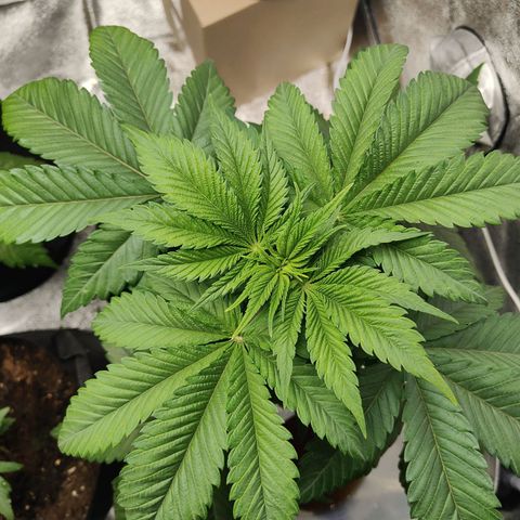 Special Queen #1 growlog timeline photo