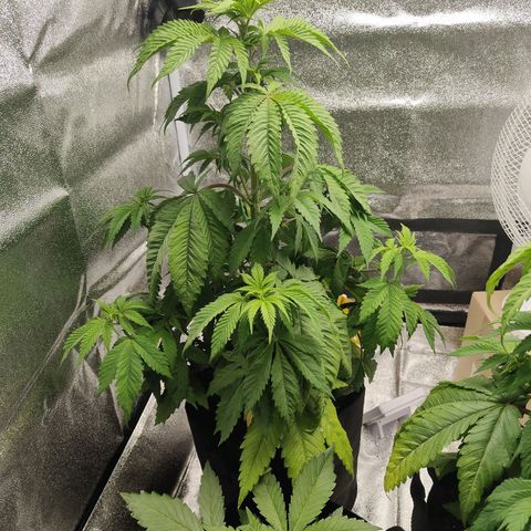 Special Queen #1 growlog timeline photo