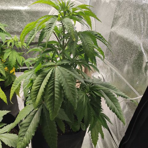 Special Queen #1 growlog timeline photo