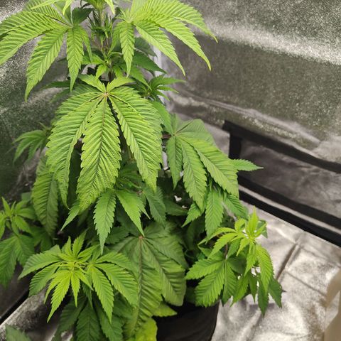 Special Queen #1 growlog timeline photo