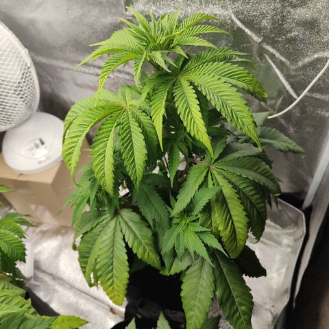 Special Queen #1 growlog timeline photo