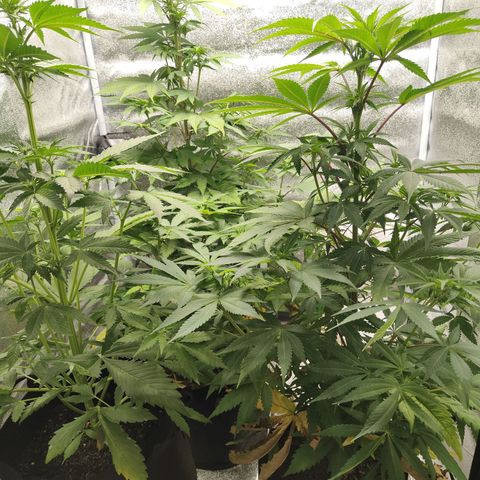 Special Queen #1 growlog timeline photo