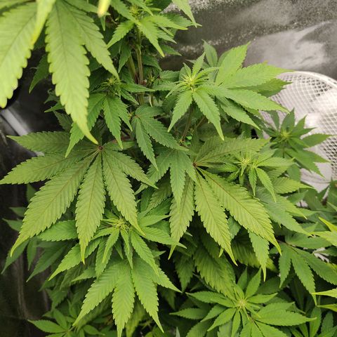 Special Queen #1 growlog timeline photo