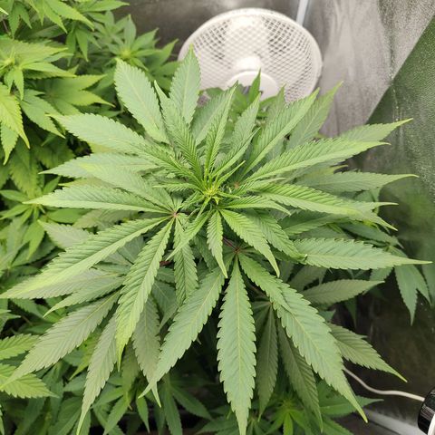 Special Queen #1 growlog timeline photo