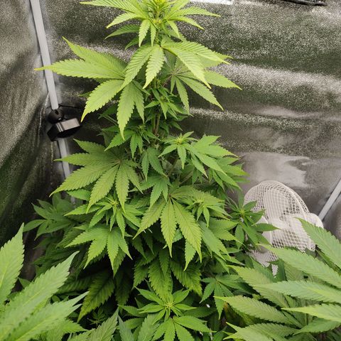 Special Queen #1 growlog timeline photo