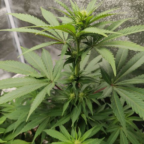 Special Queen #1 growlog timeline photo