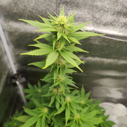 Special Queen #1 growlog timeline photo