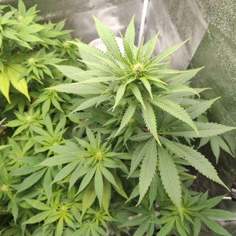 Special Queen #1 growlog timeline photo