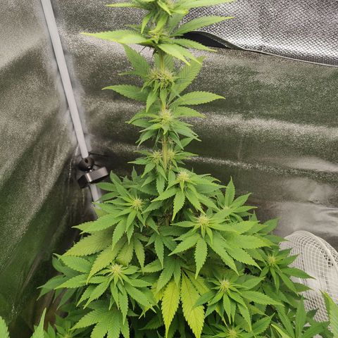 Special Queen #1 growlog timeline photo