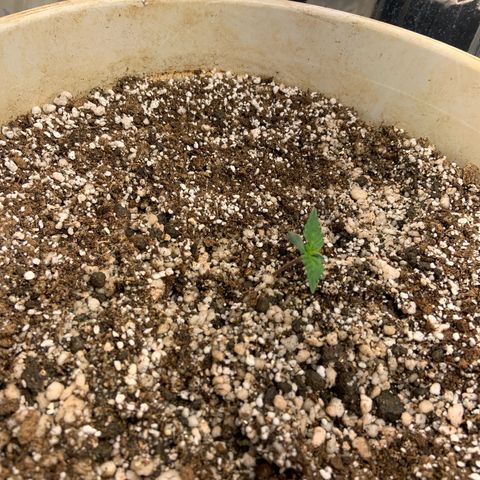 Moby Dick auto growlog timeline photo