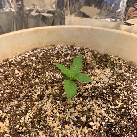 Moby Dick auto growlog timeline photo
