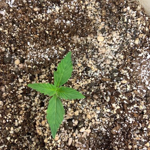 Moby Dick auto growlog timeline photo
