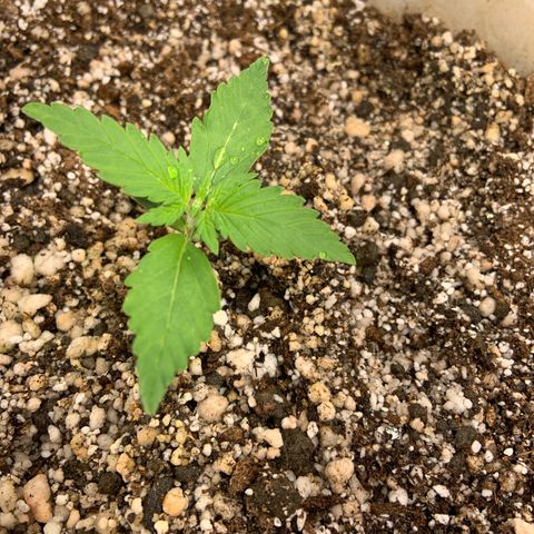 Moby Dick auto growlog photo: 1º dia de fertilizante flower mind