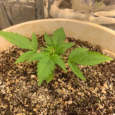 Moby Dick auto growlog timeline photo