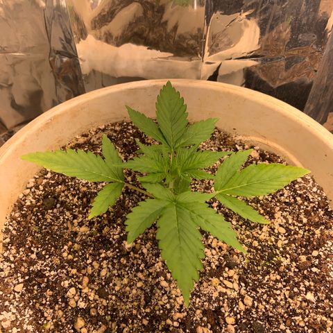 Moby Dick auto growlog timeline photo