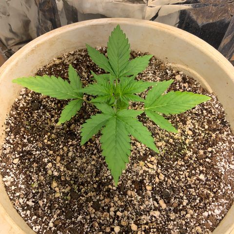 Moby Dick auto growlog timeline photo