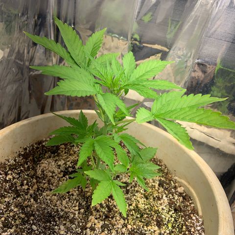 Moby Dick auto growlog timeline photo