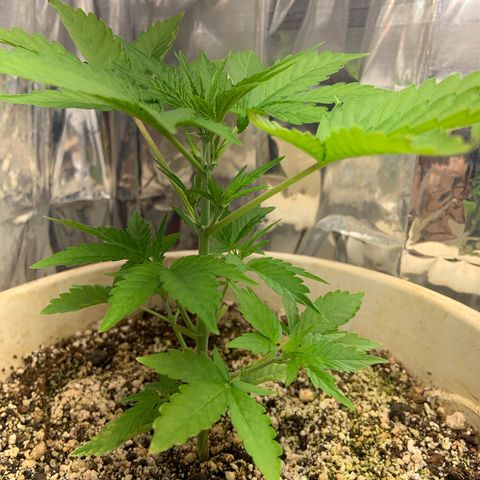 Moby Dick auto growlog timeline photo
