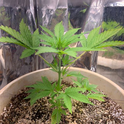 Moby Dick auto growlog photo: Aumento na dose do FM