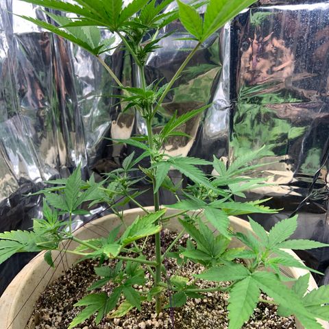 Moby Dick auto growlog timeline photo