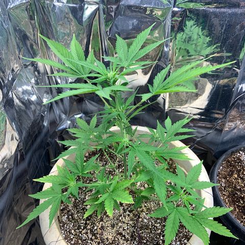Moby Dick auto growlog timeline photo