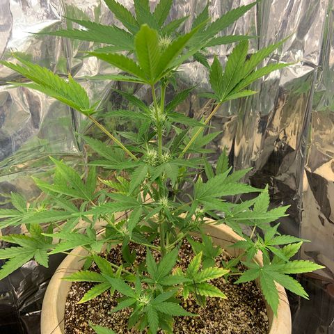 Moby Dick auto growlog timeline photo