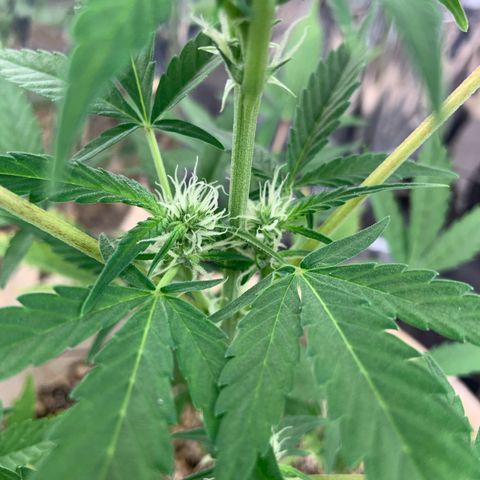 Moby Dick auto growlog timeline photo