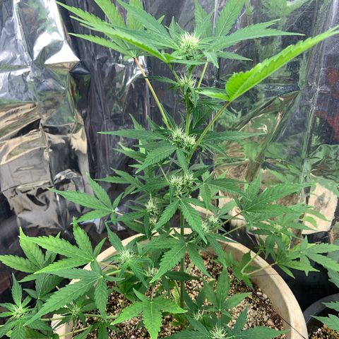 Moby Dick auto growlog timeline photo