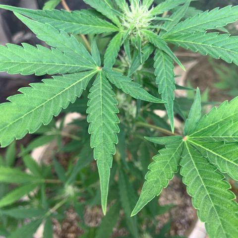 Moby Dick auto growlog timeline photo