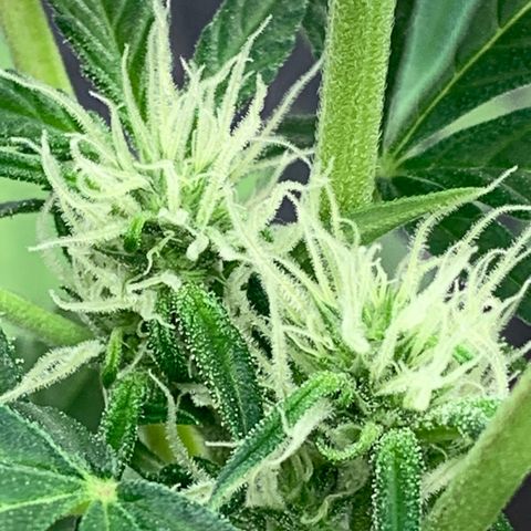 Moby Dick auto growlog timeline photo