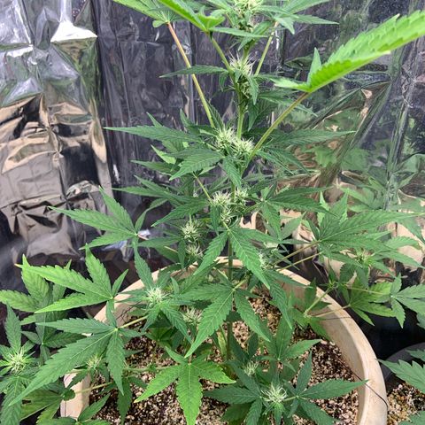 Moby Dick auto growlog timeline photo