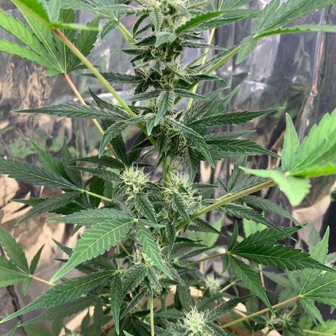 Moby Dick auto growlog timeline photo