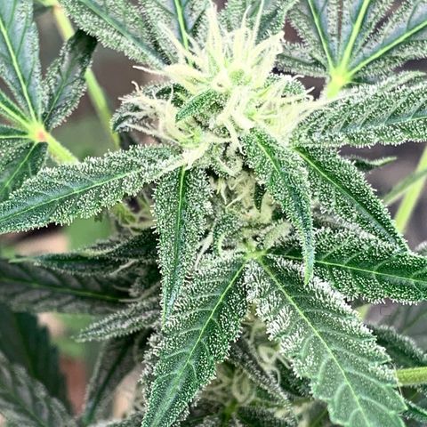 Moby Dick auto growlog timeline photo