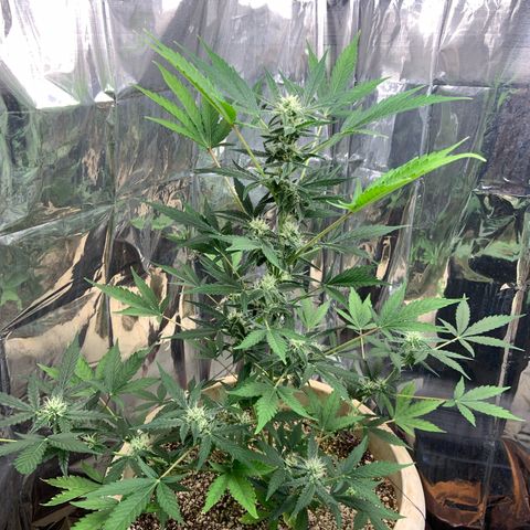 Moby Dick auto growlog timeline photo