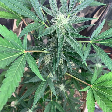 Moby Dick auto growlog timeline photo