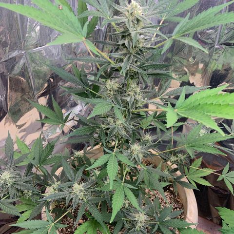 Moby Dick auto growlog timeline photo