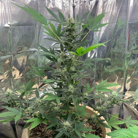 Moby Dick auto growlog timeline photo