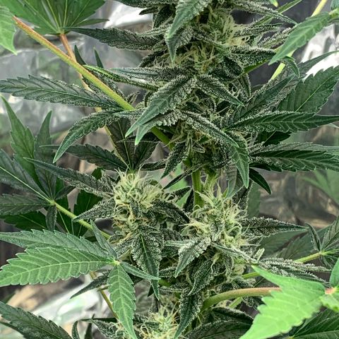 Moby Dick auto growlog timeline photo