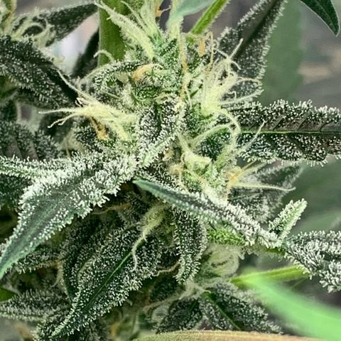 Moby Dick auto growlog timeline photo