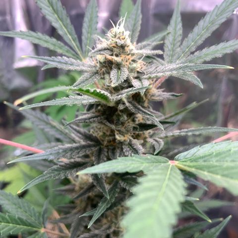 Moby Dick auto growlog timeline photo