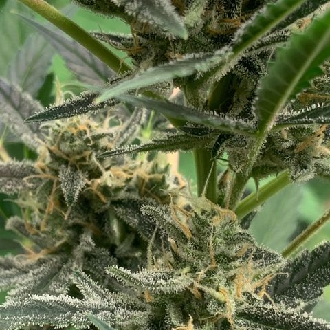 Moby Dick auto growlog timeline photo
