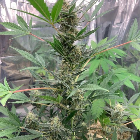 Moby Dick auto growlog timeline photo