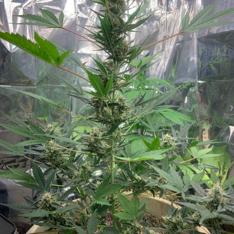 Moby Dick auto growlog timeline photo