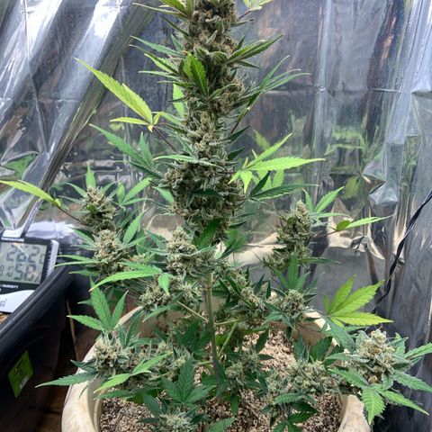 Moby Dick auto growlog photo: Ainda só em água, esperando o amadurecimento de pistilos