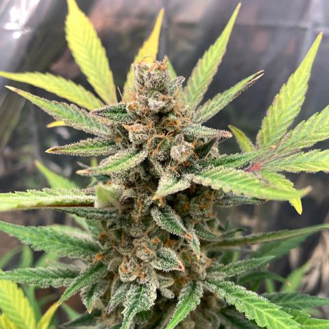 Moby Dick auto growlog photo: Ainda só em água, esperando o amadurecimento de pistilos