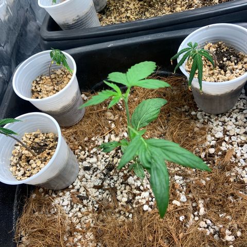 Northern Light growlog timeline photo