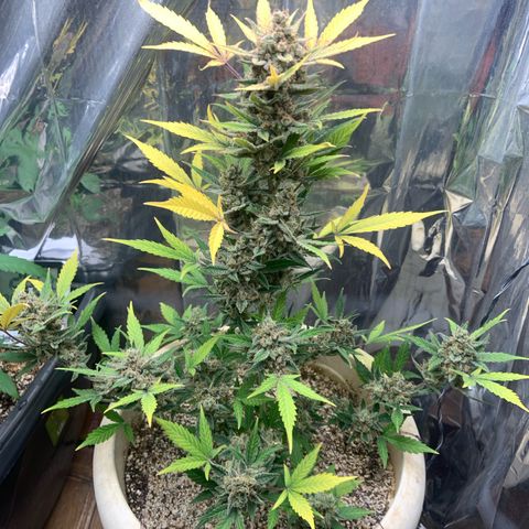 Moby Dick auto growlog timeline photo