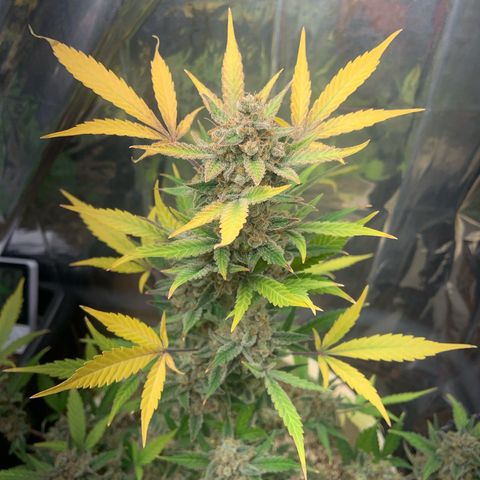 Moby Dick auto growlog timeline photo